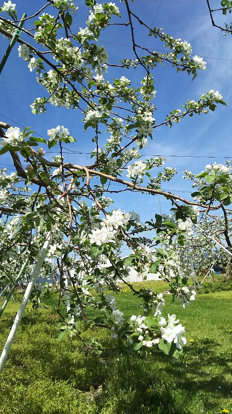 青空のリンゴ園